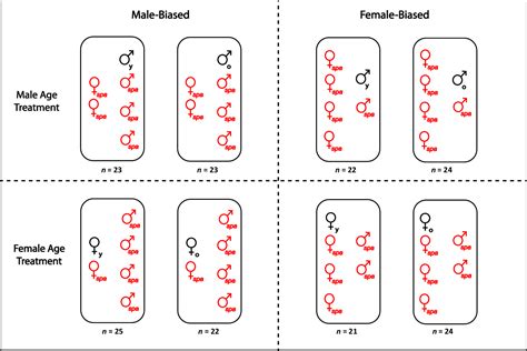 drosophila sex ratio|Sex ratio at mating does not modulate age fitness effects in .